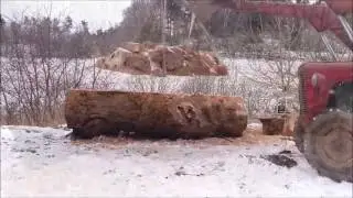 Opsk&aelig;ring af elmetr&aelig; til planker (The cutting of elm tree into planks)