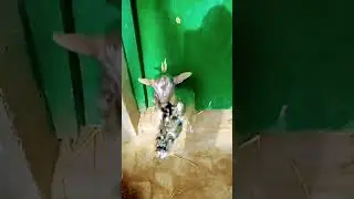 #music animal trending video #animeedit robot #anime #song