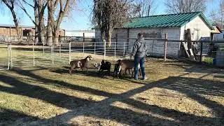 Fib's Second Time on Goats