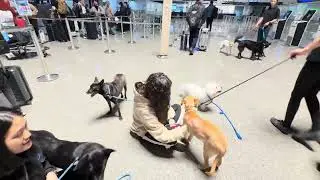 Mary’s Doggies - Coca in Public