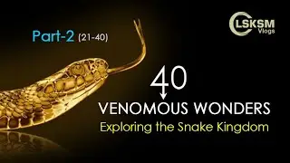 Venomous Wonders: Exploring the Snake Kingdom (Part-2)