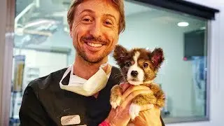 VET SAVES LITTLE PUPPY... AND THE WORLD FALLS IN LOVE !