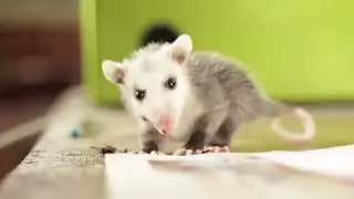 Beb&eacute; mykure y su dieta de insectos