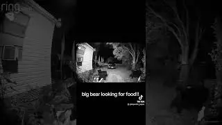 #bear#florida#countryliving