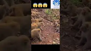 Monkey clans fighting for territory 😱😱 | 💥💥 Wonderful Animal Kingdom 96 💥💥 #short #animals #shorts