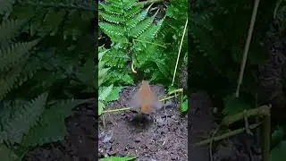 Jebakan burung cingcoang coklat di alam liar