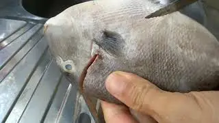 Como Limpar Peixe Porquinho F&aacute;cil e R&aacute;pido
