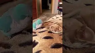 🦜🐶 папуга грає з песиком 🦜🐶 parrot playing with dog( Калита , Quaker, чіхуахуа)