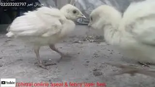 Beautiful white Turkey baby 28 days #chicken #turkey  #turkeylovers #chitral #chitraliyoutube