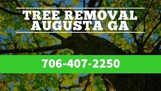 Pine Tree Removal Cost Augusta GA | Local Tree Service