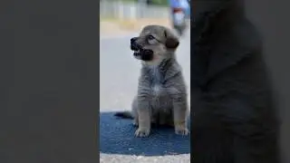 Poor Puppy Emotional Story 😭 | Labrador Saved Life#puppystory