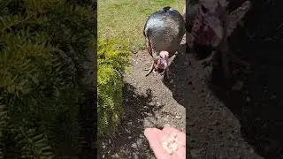 Trying to hand feed a wild turkey #shorts