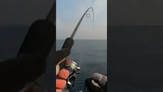 King fish catching in 30 seconds