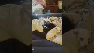 Just another lazy day relaxing.