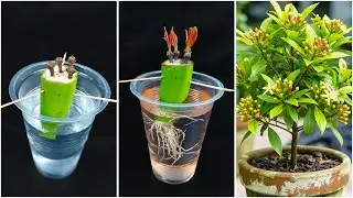 Growing clove plant at home | Quick & effective guide in this video