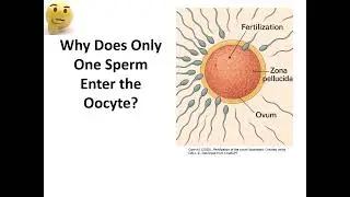 Physiology of 2ry male sex organs Hypothalamic  Pituitary   testicular Axis and Androgens  Recorded