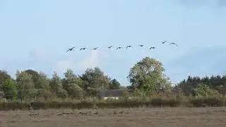 Pink-Footed Geese - Low Moss 30.9.18 part 1 of 3