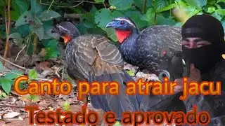 O Verdadeiro canto  do Jacúaçu Melhor canto para atrair jacu.