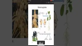 #microbes #agriculture #education #nitrogen #rhizobacteria #nodules