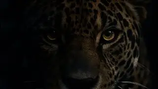 Jaguar Spirit Awakening | Power Animal Meditation for Strength, Protection & Transformation