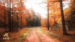 Autumn Morning Forest Walk in the Netherlands • 4K HDR ASMR Binaural Slow TV