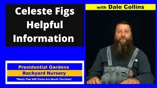 CELESTE FIG TREES - Helpful Information with Dale Collins from Presidential Gardens Backyard Nursery