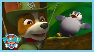 PENGUIN RESCUE! | Paw Patrol | WildBrain Kids