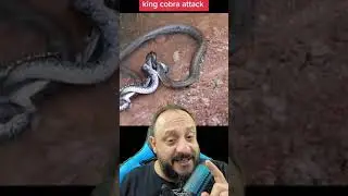 Casa animal | Cobra rei predando uma p&iacute;ton reticulada
