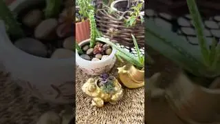 Thrifted pots for mini plants #succulents #diy #thrifted #thriftedhome #plants #planters