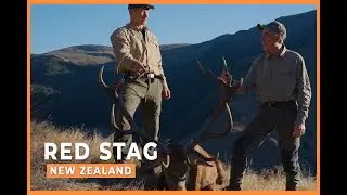 The King of Hawea | Full Red Stag Hunt in New Zealand