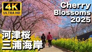 春の三浦海岸  桜まつり　桜の名所でひと足早い春の訪れ　河津桜が咲き誇る【河津桜まつり】【三浦半島】｜Cherry Blossoms in Japan 2025