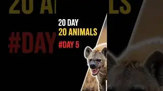 The Most Misunderstood Animal of The Jungle  | Hyena Facts | #shorts #day5 #AnimalFacts