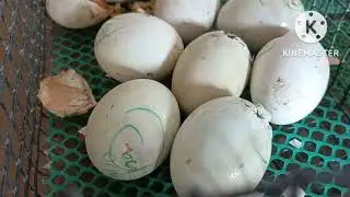 HOW TO HATCH DUCK EGGS /THE EFFECT OF MISTING IN HATCHING DUCK EGGS #incubator #shortvideo