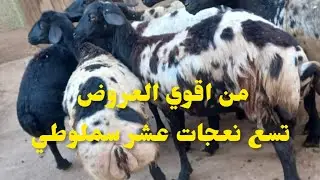 تسع نعجات سملوطي عشر للبيع عرض من اقوي العروض بسم الله ما شاء الله