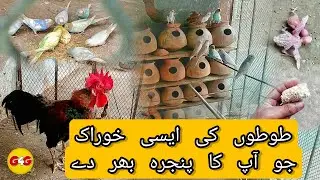 My Birds & Cock Hens Setup Tour | Australian Parrots Ki Daily Feed - G 4 Goats