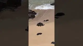 🐢Laying Turtle eggs🐢 #seaturtle #oceanlife #maui #tropicalfish #nature #video #turtle #sea #ocean