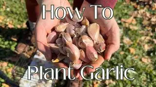 Plant Garlic&nbsp;With Me | Planting&nbsp;Garlic&nbsp;At&nbsp;Home&nbsp;in Our Backyard