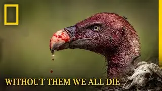 Why Vultures Are The Most Important Animals On Earth