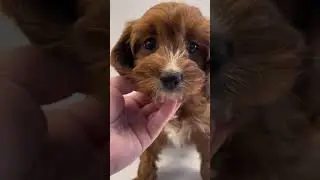 🎬 Cute Puppies Galore at XO Pups🩷 - Don't Miss Out! #puppies #puppy #puppyshorts #puppiesforsale