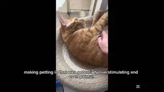 Why Most Cats Hate Belly Rubs! (But Yours Might Not!)