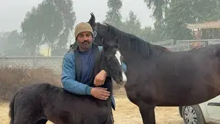“घोड़ी और बच्ची सेल के लिए | गंगानगर से हैरी भाई | मुकतसर मेला | V Log | New Horse Videos 2026