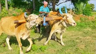 Bullock Cart Heavy Loaded Stones and Bullock Cart Pulling Performance