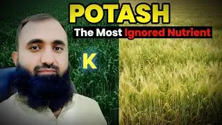 Potash Fertilizer Benefits Explained | The Most Ignored Nutrient in Farming