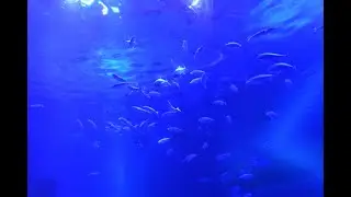 のとじま水族館 ジンベイザメ館 青の世界／ Notojima Aquarium Whale Shark Zone: Blue World