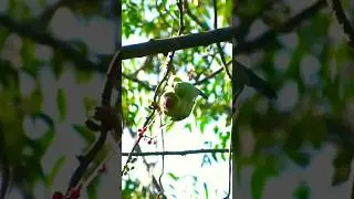 Parrot & red berry #bird #food #nature #forest #tree #viral