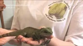 2013-04-24 Reptilienauffangstation Weissenfels Burgenlandkreis Regional TV - www.blk-onlinetv.de