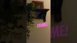 European Starling practicing her new words 🥹 || #birds #cuteanimals #crime #talkingparrot