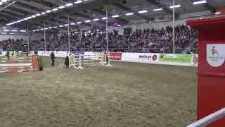 Livaldon Hengstvorf&uuml;hrung in Verden 2015