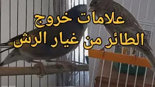 كيف تعرف ان طائر في نهاية مرحلة غيار الريش | علامات خروج الطائر من غيار الريش