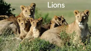 Lions | Relaxing | Zen | Meditation | 113 Hz